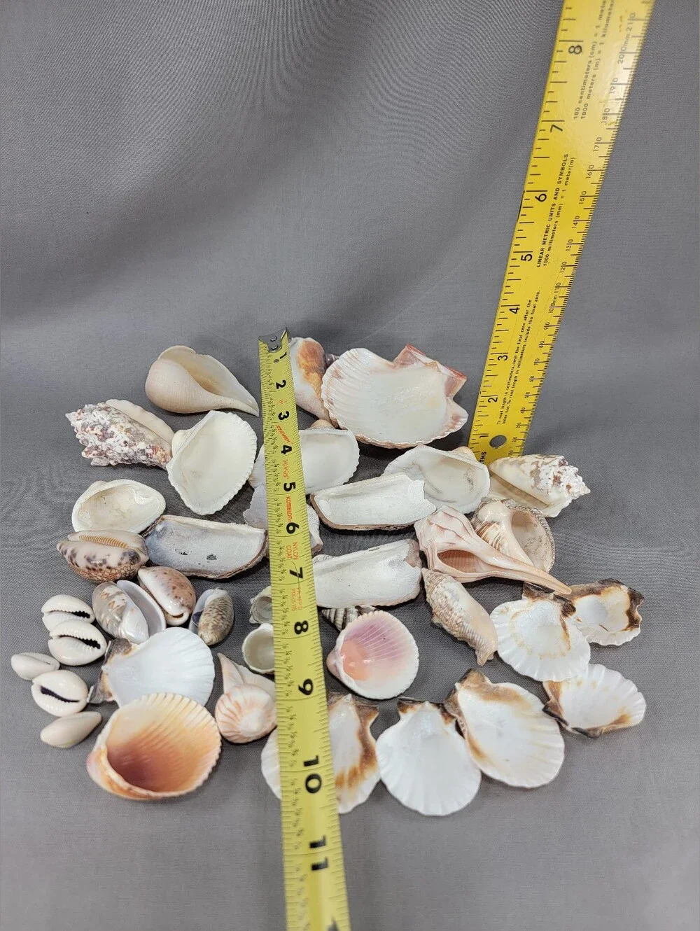 Assorted Seashell Shell Lot Coastal Beach Wedding Crafts Nautical Decor